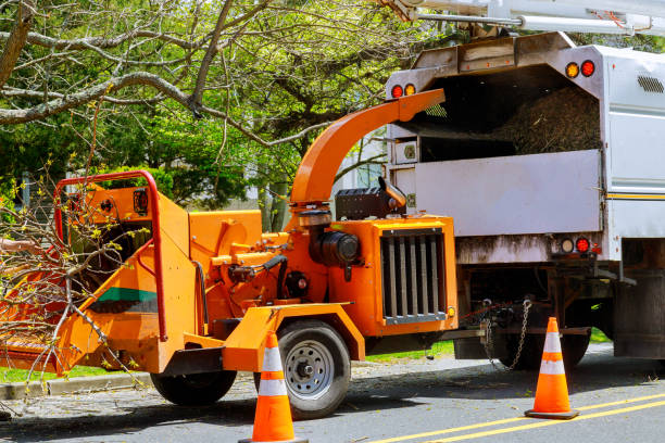 Best Tree Removal Services  in Flagtown, NJ